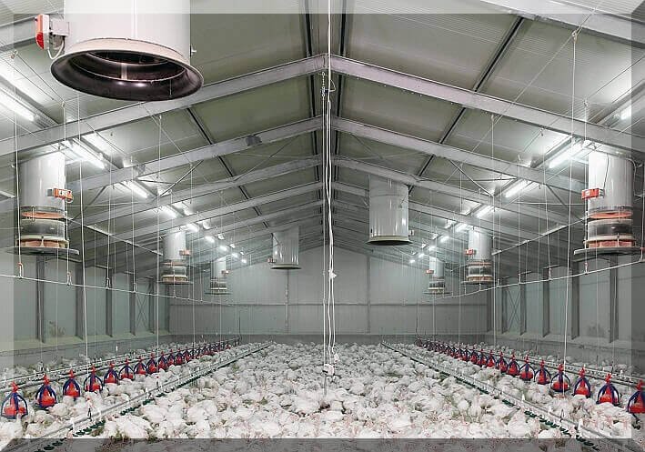 Beginners Guide To Poultry Housing System Growel Agrovet