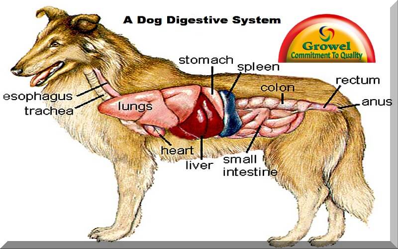 where is a dogs colon located