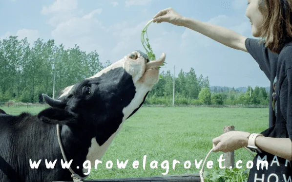 Vitamins and Minerals for Dairy Cattle
