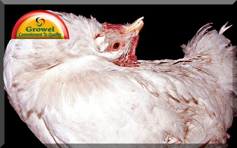 Vitamin Deficiencies In Poultry Growel Agrovet