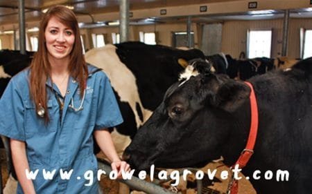 पशुपालकों के सवाल और ग्रोवेल के डॉक्टर का जबाब