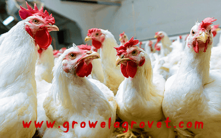 ब्रॉयलर मुर्गीपालन
