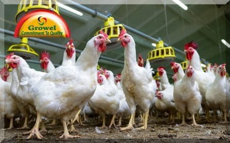 मुर्गीपालन लाभकारी