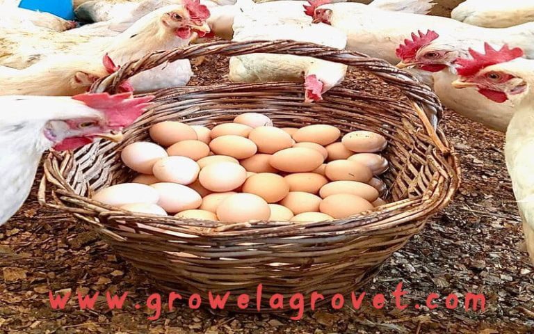 Layer Poultry Farming Guide For Beginners Growel Agrovet Private Limited 