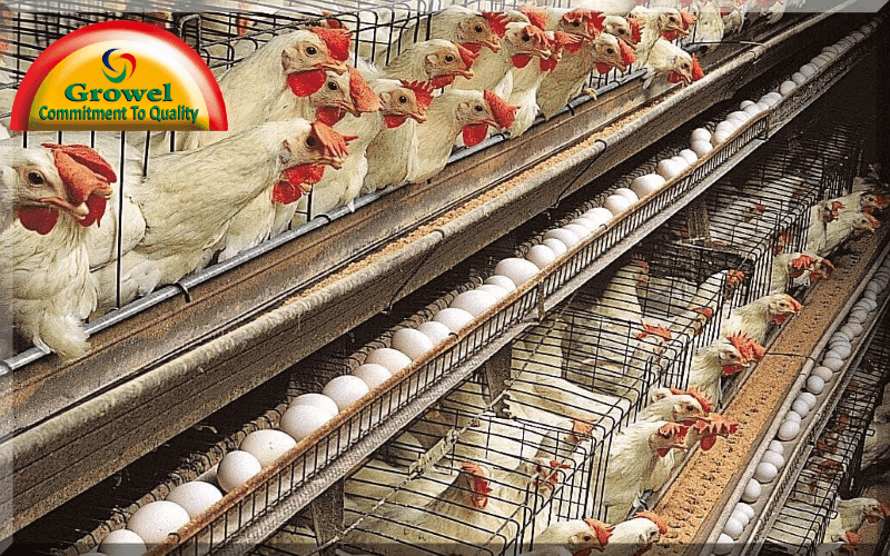 Download Layer Poultry Farming Guide For Beginners - Growel Agrovet