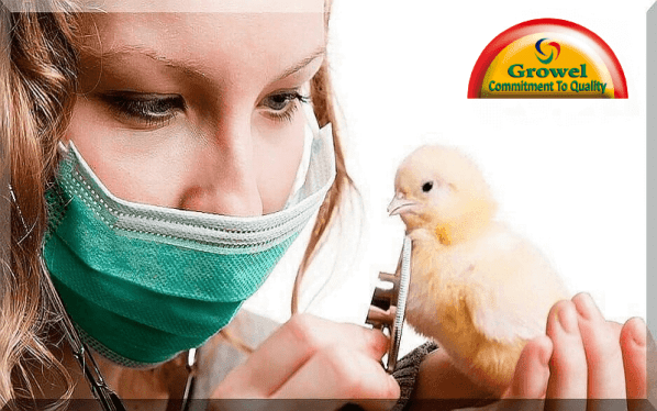 poultry health management