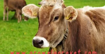 दुधारू पशुओं के आहार