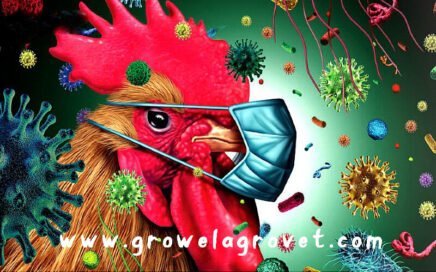 Biosecurity in Poultry Farming – Growel Agrovet