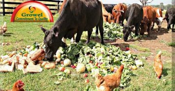Fruit and Vegetable Wastes as Livestock Feed