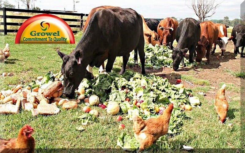 Fruit and Vegetable Wastes as Livestock Feed – Growel Agrovet