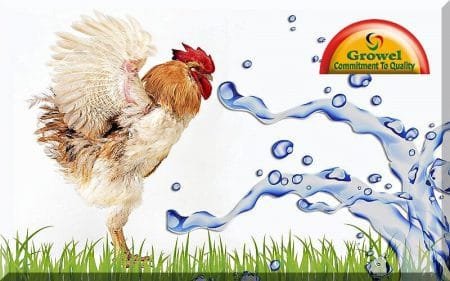 गर्मी में मुर्गी पालन