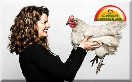 मुर्गीपालन ब्यवसाय