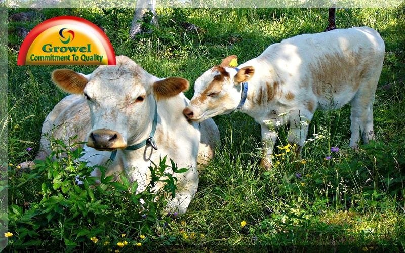 गर्मी में पशुपालन 