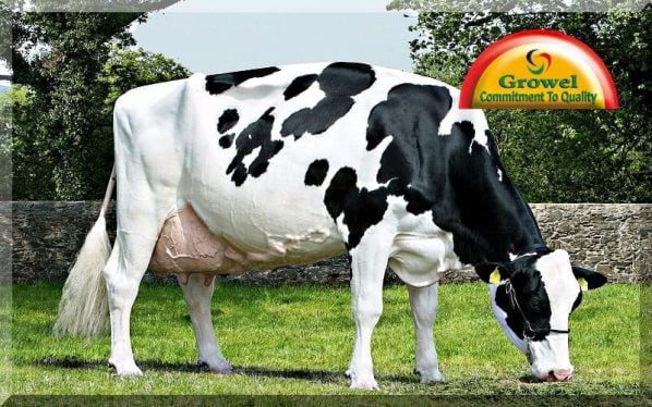Dairy farming Information