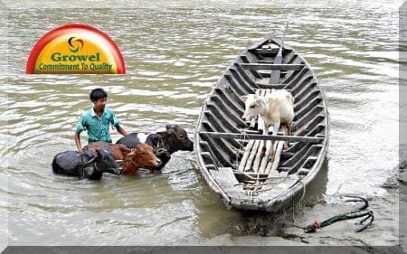 Disaster Management for livestock