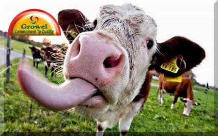 पशुओं के लिए खनिज लवण का मह्त्व