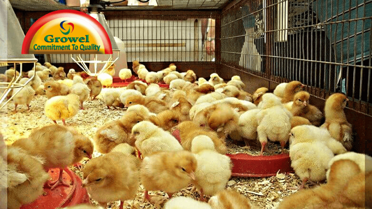 Brooding Management In Poultry Growel Agrovet