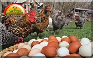 Heat Stress in Layer Poultry