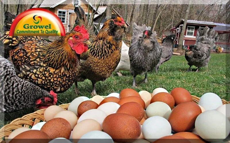 Heat Stress in Layer Poultry