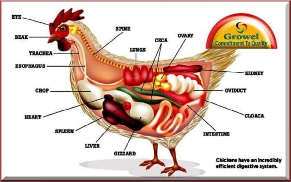 About Poultry Digestive System