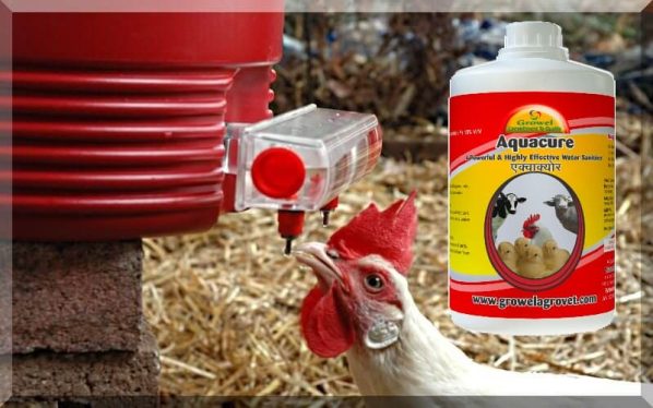 Poultry Water Treatment