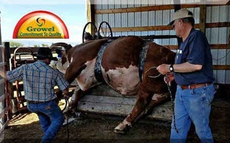 पशु चिकित्सा