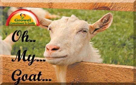 बकरी पालन