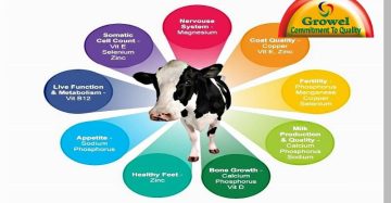 Importance of Nutrients for Cattle
