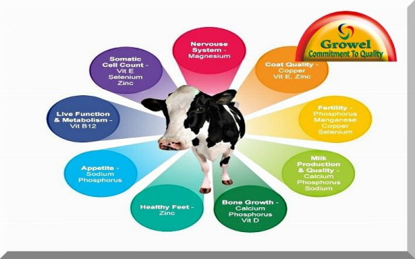 importance-of-nutrients-for-cattle-growel-agrovet