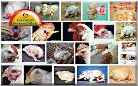 मुर्गी में रानीखेत