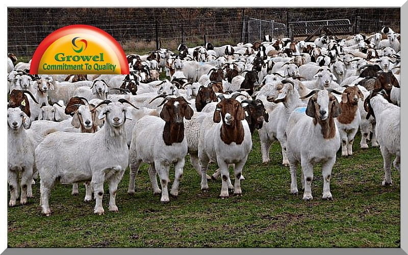 Goat Farming Business for Beginners – Growel Agrovet
