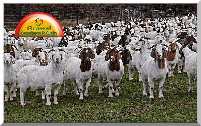 Goat Farming Business