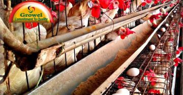 मुर्गीपालन में रोजगार