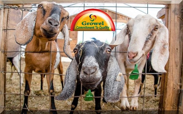 Goat Farming Business Guide