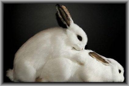 पशु-पक्षियों का सेक्स जीवन