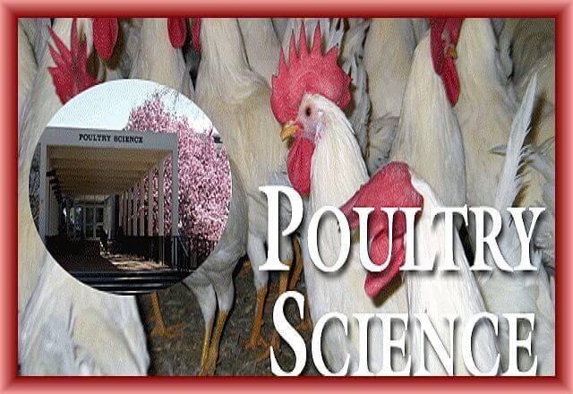 poultry science