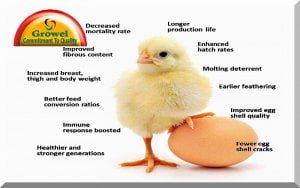 Vitamins & Minerals for Poultry. – Growel Agrovet