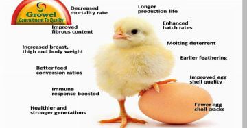 vitamins & minerals for poultry