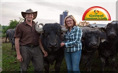 भैंश पालन लाभकारी