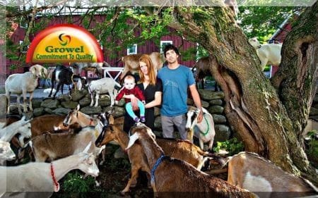 Vitamins & Minerals for Goats