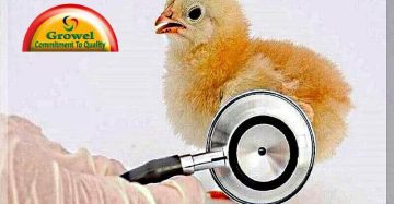 Poultry Diseases Management
