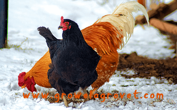Poultry Farming in Winter