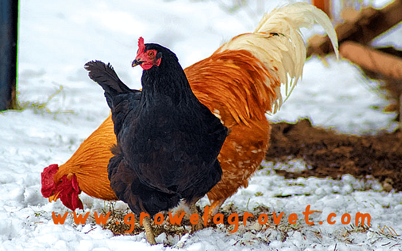 Poultry Farming in Winter