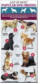 dog breeds