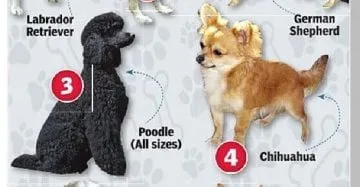 dog breeds