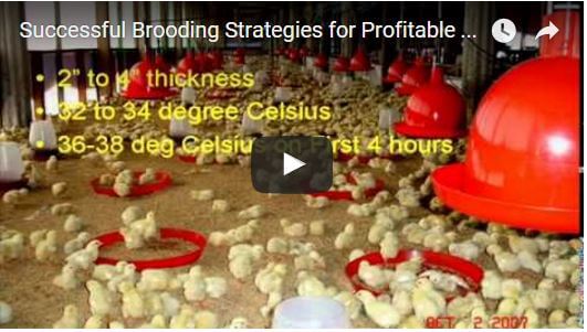 Brooding Strategies for Broiler Farming