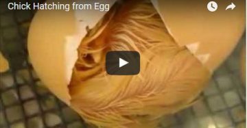 Chick Hatching from Egg