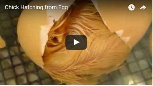 Chick Hatching from Egg