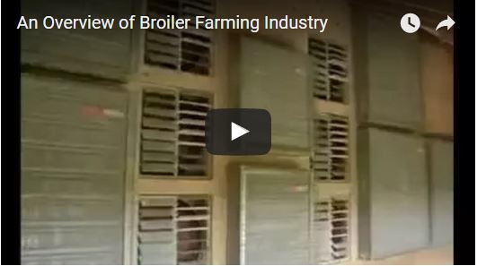An Overview of Broiler Farming Industry.