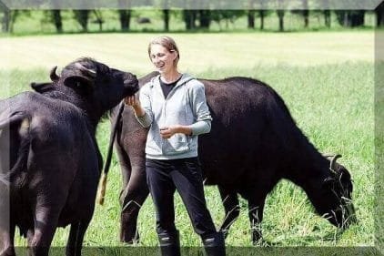 भैंस के लिये संतुलित आहार